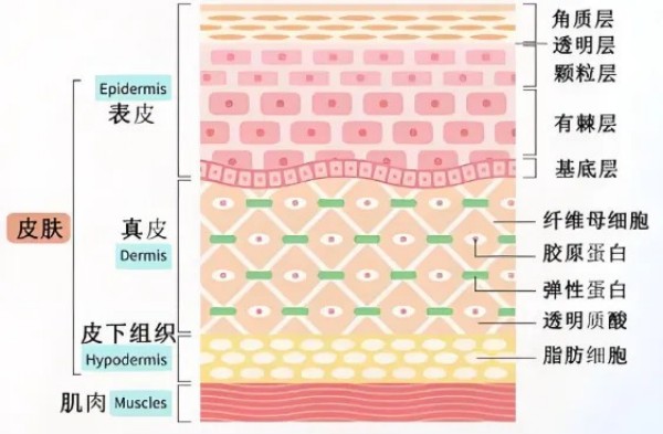 透皮給藥生物樣品分析挑戰
